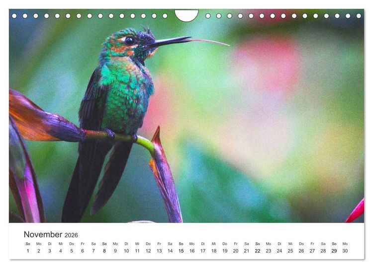 Produktbild: Costa Rica - exotische Tierwelt und unber&uuml;hrte Natur (Wandkalender 2026 DIN A4 quer), CALVENDO Monatskalender