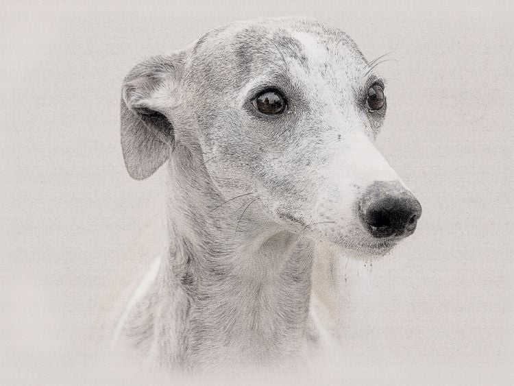 Produktbild: CALVENDO Puzzle Ein Bild aus dem Kalender Whippets 2017 | 1000 Teile Lege-Gr&ouml;&szlig;e 64x48cm Foto-Puzzle f&uuml;r gl&uuml;ckliche Stunden