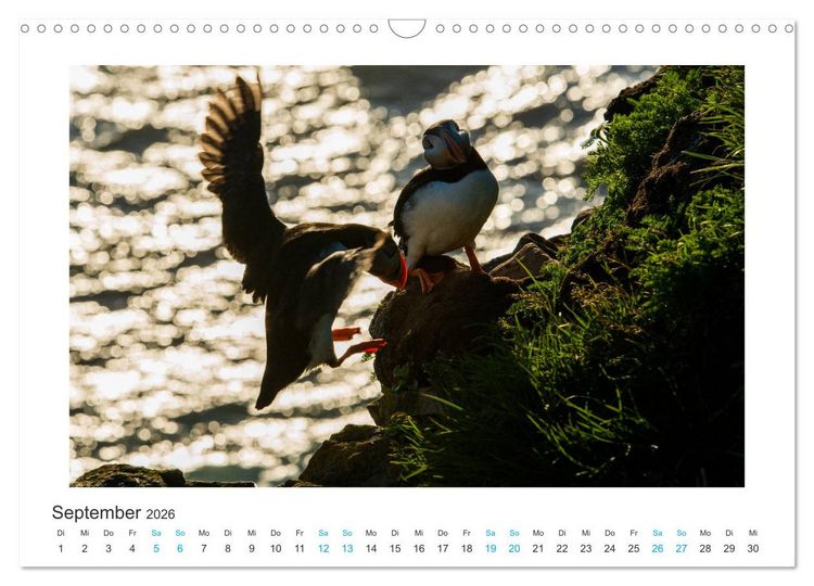 Produktbild: PAPAGEIENTAUCHER - Clowns der Nordmeere (Wandkalender 2026 DIN A3 quer), CALVENDO Monatskalender