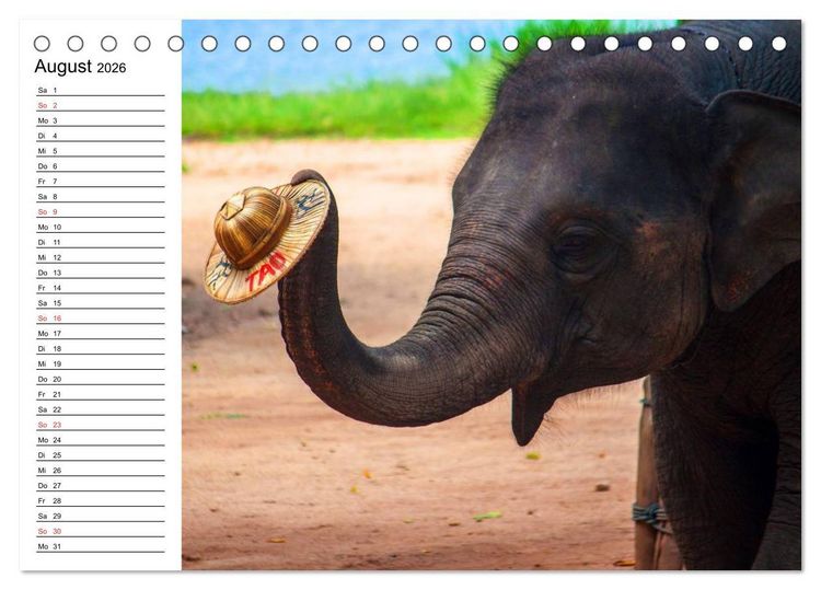 Produktbild: Elefanten - Wasserspa&szlig; am Strand (Tischkalender 2026 DIN A5 quer), CALVENDO Monatskalender
