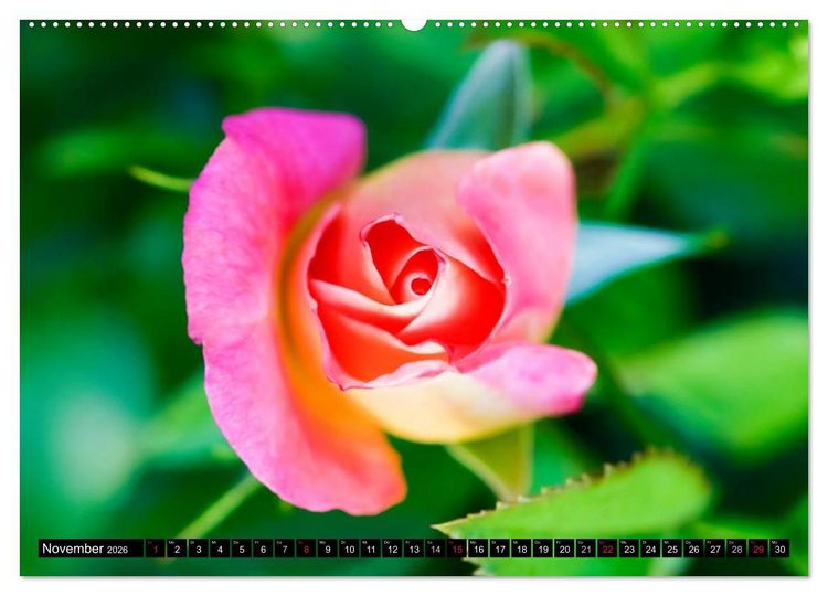 Produktbild: Rosen nat&uuml;rlich sch&ouml;n (hochwertiger Premium Wandkalender 2026 DIN A2 quer), Kunstdruck in Hochglanz