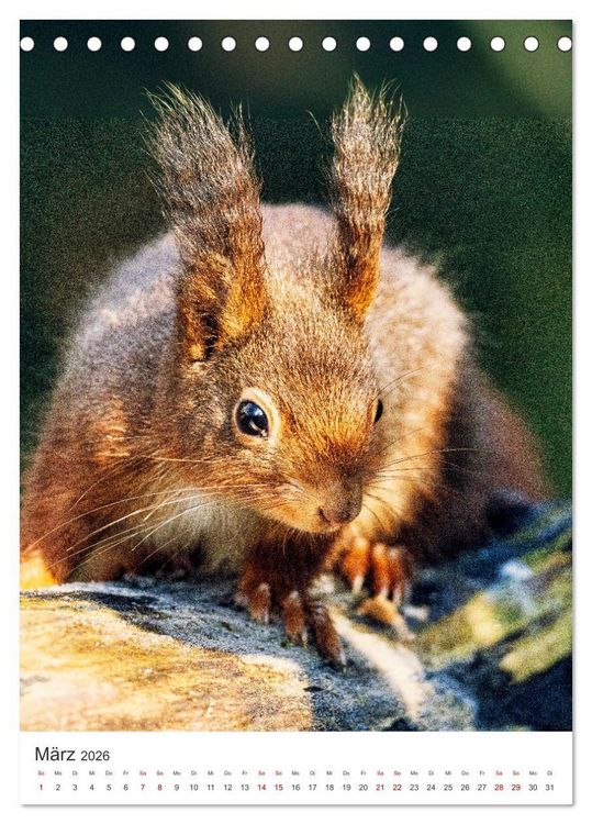 Produktbild: Niedlicher Nager - Das Eichh&ouml;rnchen (Tischkalender 2026 DIN A5 hoch), CALVENDO Monatskalender