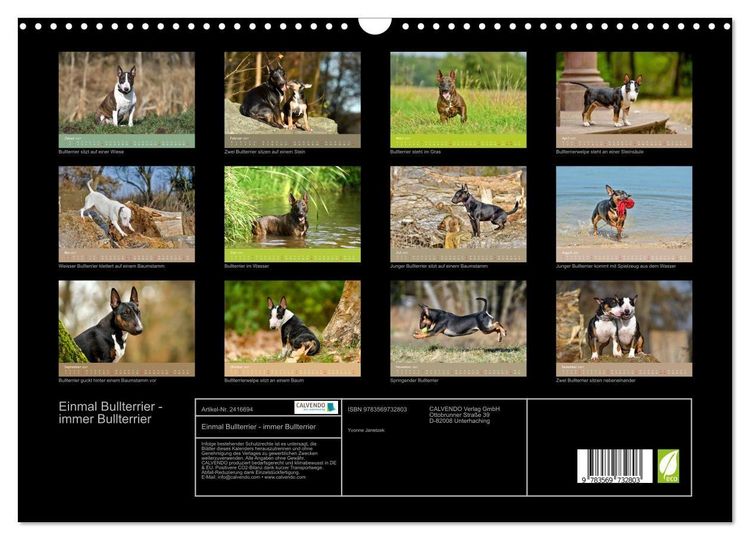 Produktbild: Einmal Bullterrier - immer Bullterrier (Wandkalender 2027 DIN A3 quer), CALVENDO Monatskalender