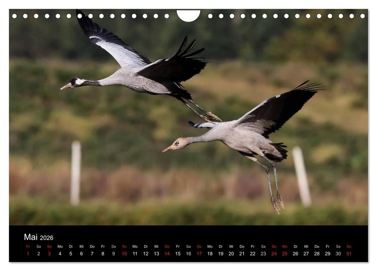 Produktbild: Kraniche (Wandkalender 2026 DIN A4 quer), CALVENDO Monatskalender