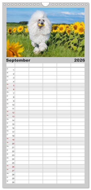 Produktbild: Familienplaner 2026 - Pudel - Gl&uuml;ck auf vier Pfoten mit 5 Spalten (Wandkalender, 21 x 45 cm) CALVENDO