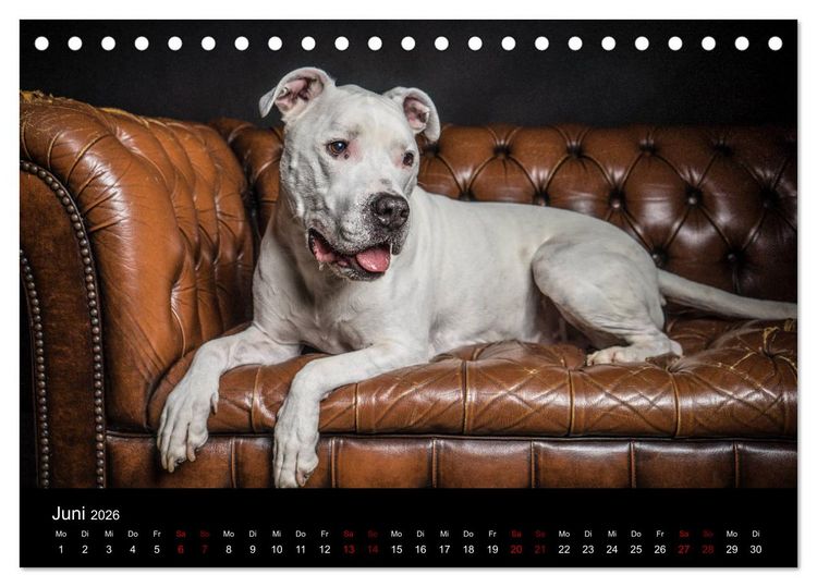 Produktbild: DOGO ARGENTINO (Tischkalender 2026 DIN A5 quer), CALVENDO Monatskalender