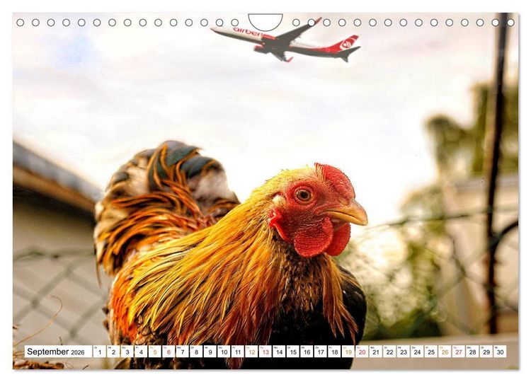 Produktbild: Stadth&uuml;hner (Wandkalender 2026 DIN A4 quer), CALVENDO Monatskalender