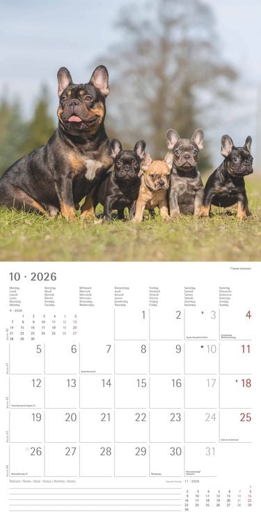 Produktbild: Hunde 2026 - Broschürenkalender 30x30 cm (30x60 geöffnet) - Kalender mit Platz für Notizen - Dogs - Bildkalender - Wandkalender - Hundekalender