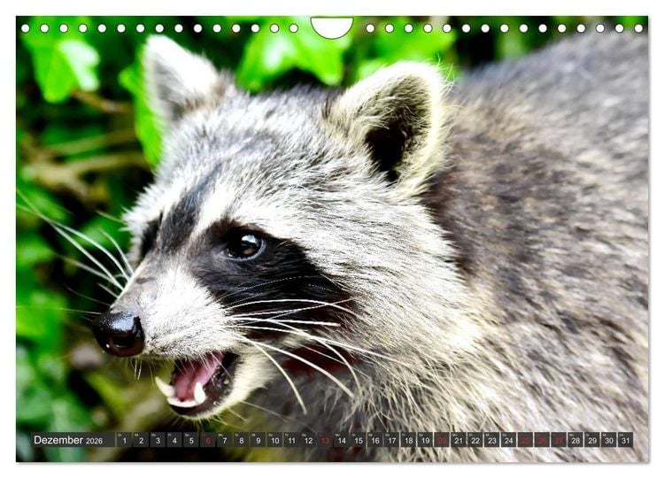 Produktbild: Besuch vom Waschb&auml;r (Wandkalender 2026 DIN A4 quer), CALVENDO Monatskalender