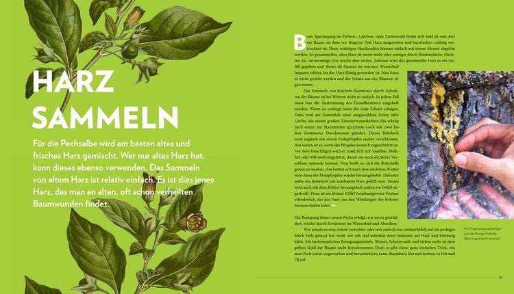 Produktbild: Die sanfte Medizin der Bäume