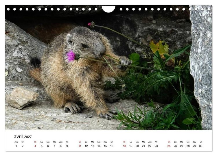 Produktbild: Le monde des marmottes en Haute Maurienne (Calendrier mural 2027 DIN A4 vertical), CALVENDO calendrier mensuel
