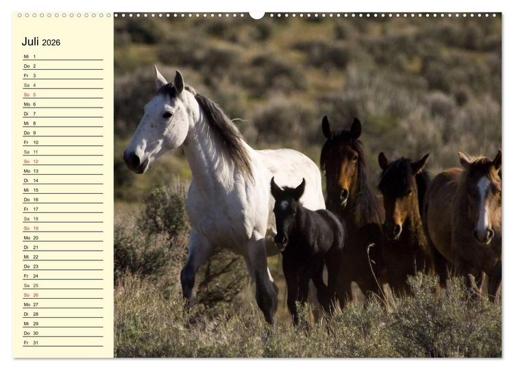 Produktbild: Wilde Pferde. Mustangs in USA (Wandkalender 2026 DIN A2 quer), CALVENDO Monatskalender