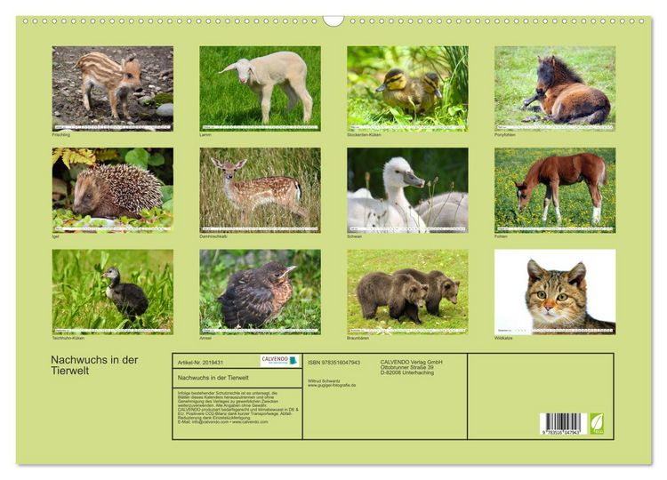 Produktbild: Nachwuchs in der Tierwelt (Wandkalender 2026 DIN A2 quer), CALVENDO Monatskalender