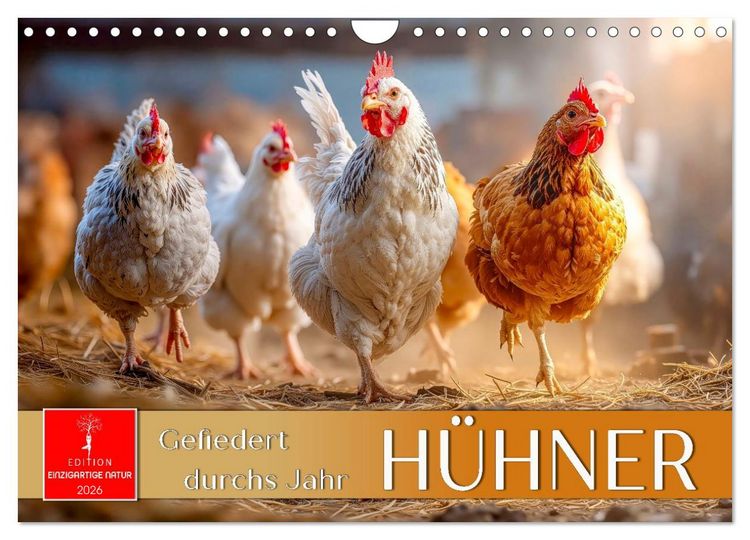Produktbild: H&uuml;hner - gefiedert durchs Jahr (Wandkalender 2026 DIN A4 quer), CALVENDO Monatskalender