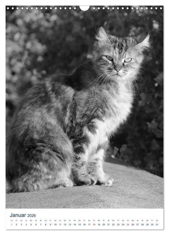Produktbild: Wilde Katzen - Korsikas Samtpfoten (Wandkalender 2026 DIN A3 hoch), CALVENDO Monatskalender