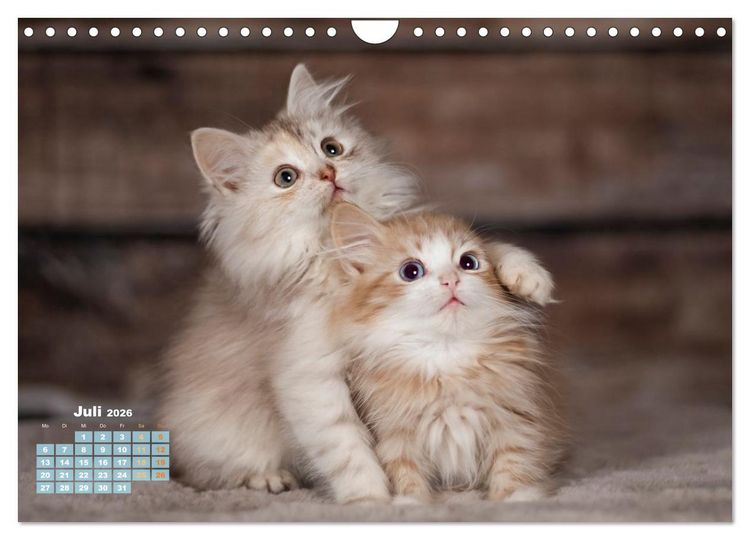 Produktbild: Die Kitten kommen. (Wandkalender 2026 DIN A4 quer), CALVENDO Monatskalender