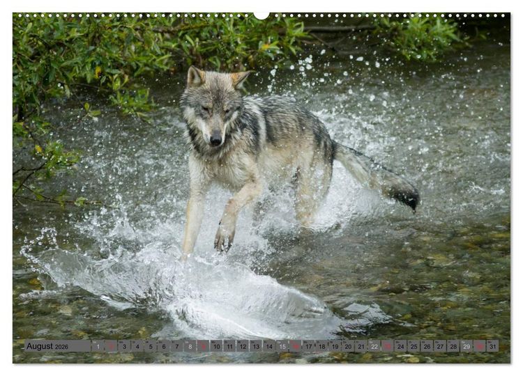 Produktbild: Wildtiere Nordamerikas (Wandkalender 2026 DIN A2 quer), CALVENDO Monatskalender