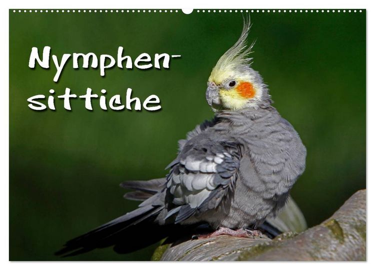 Produktbild: Nymphensittiche (Wandkalender 2026 DIN A2 quer), CALVENDO Monatskalender