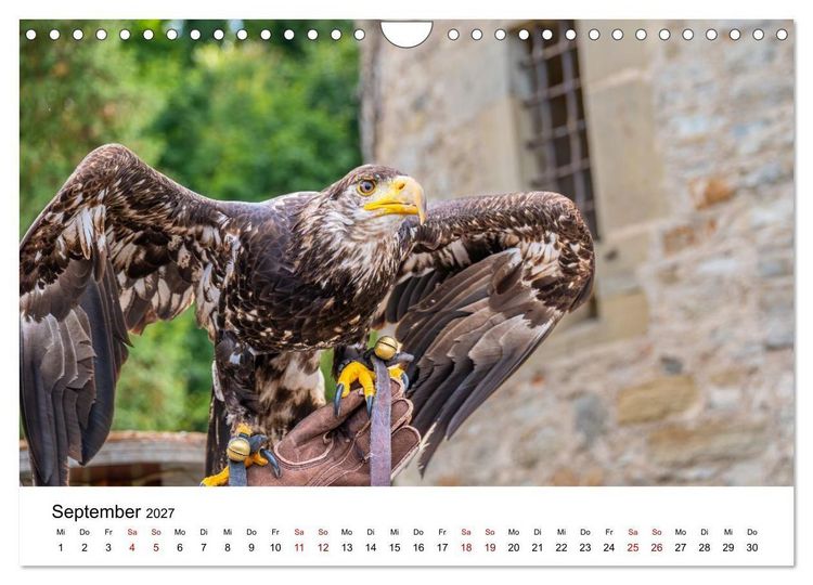 Produktbild: Greifv&ouml;gel in Aktion - Dynamische Flugbilder und Portr&auml;ts (Wandkalender 2027 DIN A4 quer), CALVENDO Monatskalender
