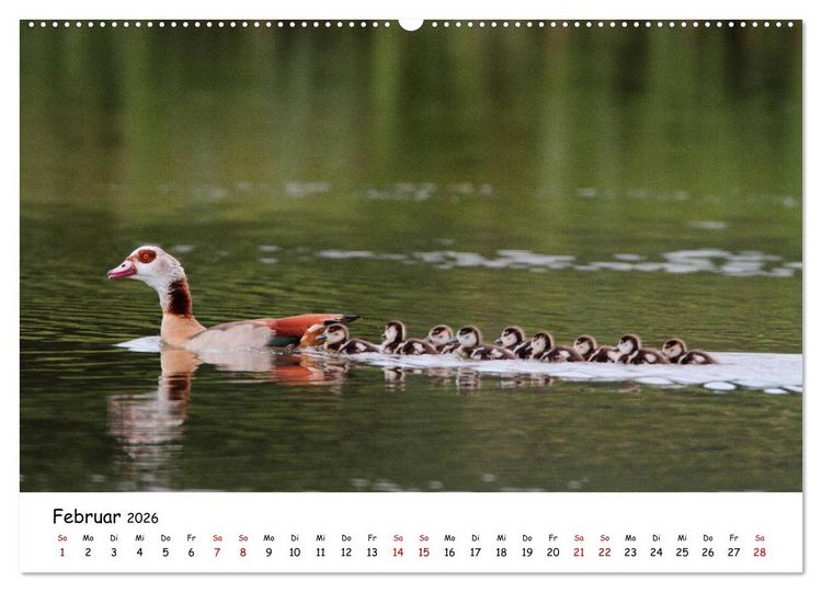 Produktbild: Tierkinder in freier Wildbahn (hochwertiger Premium Wandkalender 2026 DIN A2 quer), Kunstdruck in Hochglanz
