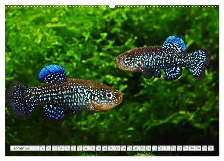 Produktbild: Outdoor-Aquaristik (Wandkalender 2027 DIN A2 quer), CALVENDO Monatskalender
