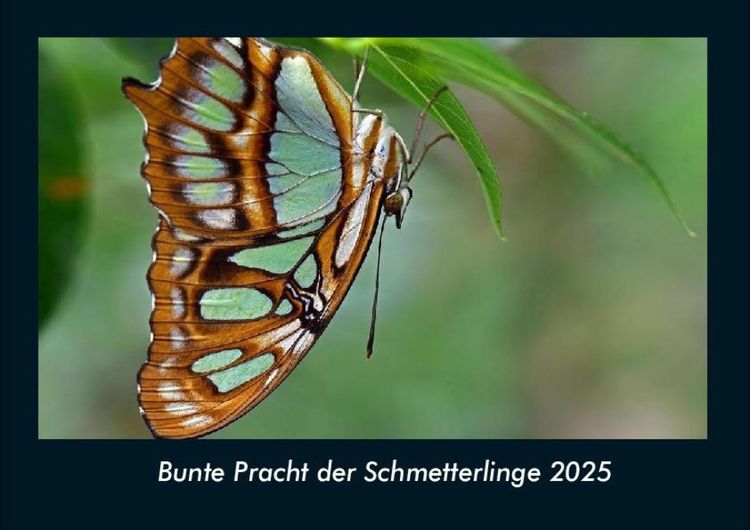 Produktbild: Bunte Pracht der Schmetterlinge 2025 Fotokalender DIN A4