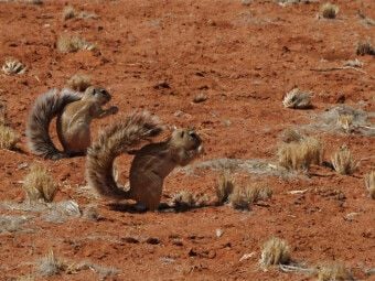 Produktbild: CALVENDO Puzzle Erdh&ouml;rnchen | 1000 Teile Lege-Gr&ouml;&szlig;e 64x48cm Foto-Puzzle f&uuml;r gl&uuml;ckliche Stunden