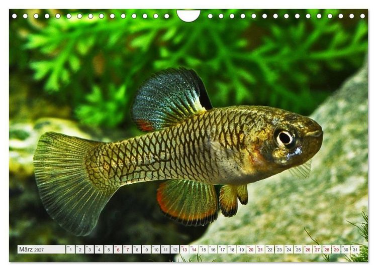 Produktbild: Outdoor-Aquaristik (Wandkalender 2027 DIN A4 quer), CALVENDO Monatskalender