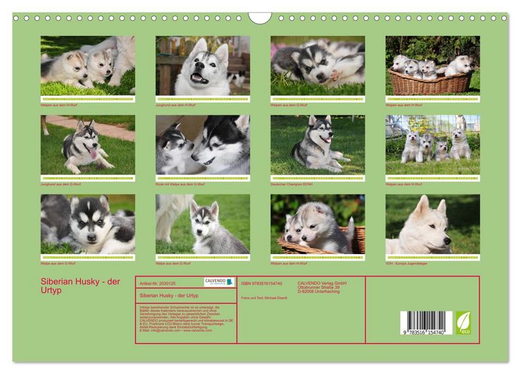 Produktbild: Siberian Husky - der Urtyp (Wandkalender 2026 DIN A3 quer), CALVENDO Monatskalender