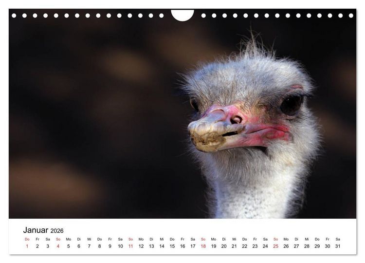 Produktbild: S&uuml;dafrika - Eine beeindruckende Tierwelt (Wandkalender 2026 DIN A4 quer), CALVENDO Monatskalender