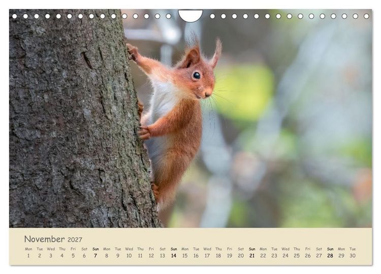 Produktbild: Wild encounters &ndash; Moments in the heart of nature (Wall Calendar 2027 DIN A4 landscape), CALVENDO 12 Month Wall Calendar