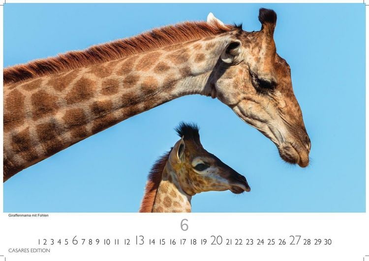 Produktbild: Wilde Tiere Afrikas Kalender 2027 &ndash; Wandkalender | Fotokalender Afrika 35x50cm | Naturfotografie | Tierkalender Afrika | Geschenk f&uuml;r Naturliebhaber