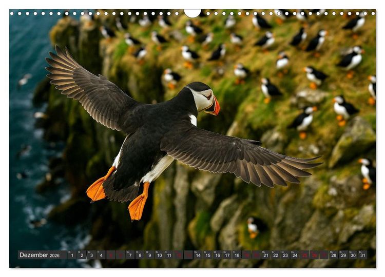 Produktbild: &Uuml;ber dem Vogelflug (Wandkalender 2026 DIN A3 quer), CALVENDO Monatskalender