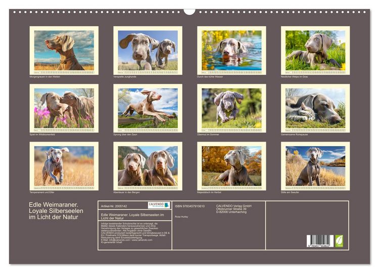Produktbild: Edle Weimaraner. Loyale Silberseelen im Licht der Natur (Wandkalender 2026 DIN A2 quer), CALVENDO Monatskalender