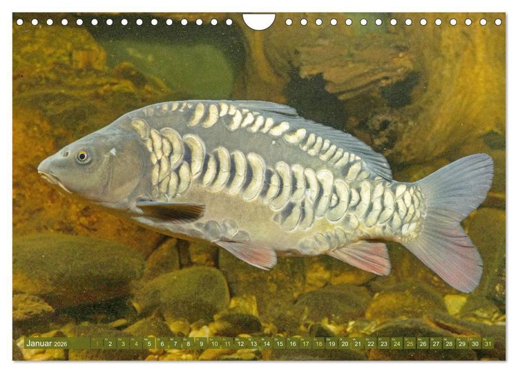 Produktbild: Fische in Teichen und Fl&uuml;ssen (Wandkalender 2026 DIN A4 quer), CALVENDO Monatskalender