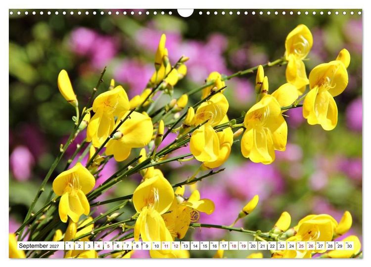 Produktbild: Bl&uuml;tenzauber auf Madeira. Wildblumen und Ziergew&auml;chse (Wandkalender 2027 DIN A3 quer), CALVENDO Monatskalender