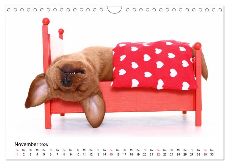 Produktbild: Funny Dogs (Wandkalender 2026 DIN A4 quer), CALVENDO Monatskalender