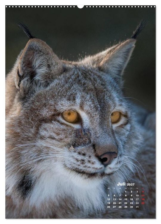 Produktbild: Emotionale Momente: Raubkatzen - die schnellen J&auml;ger. (Wandkalender 2027 DIN A2 hoch), CALVENDO Monatskalender