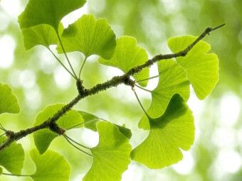 Produktbild: CALVENDO Puzzle Gingko biloba - der Heilige Baum | 1000 Teile Lege-Gr&ouml;&szlig;e 64x48cm Foto-Puzzle f&uuml;r gl&uuml;ckliche Stunden
