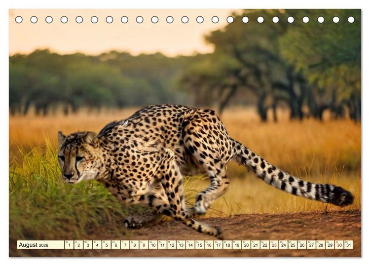 Produktbild: Geparden - die schnellsten J&auml;ger der Welt (Tischkalender 2026 DIN A5 quer), CALVENDO Monatskalender
