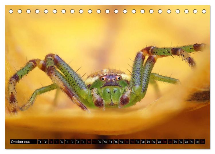 Produktbild: Faszination Makrofotografie: Spinnen (Tischkalender 2026 DIN A5 quer), CALVENDO Monatskalender
