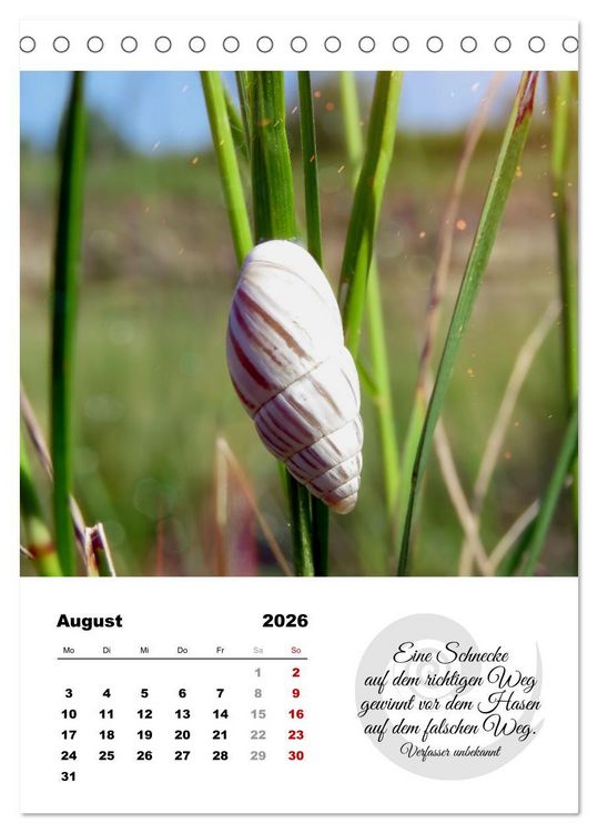 Produktbild: Schnecklein (Tischkalender 2026 DIN A5 hoch), CALVENDO Monatskalender