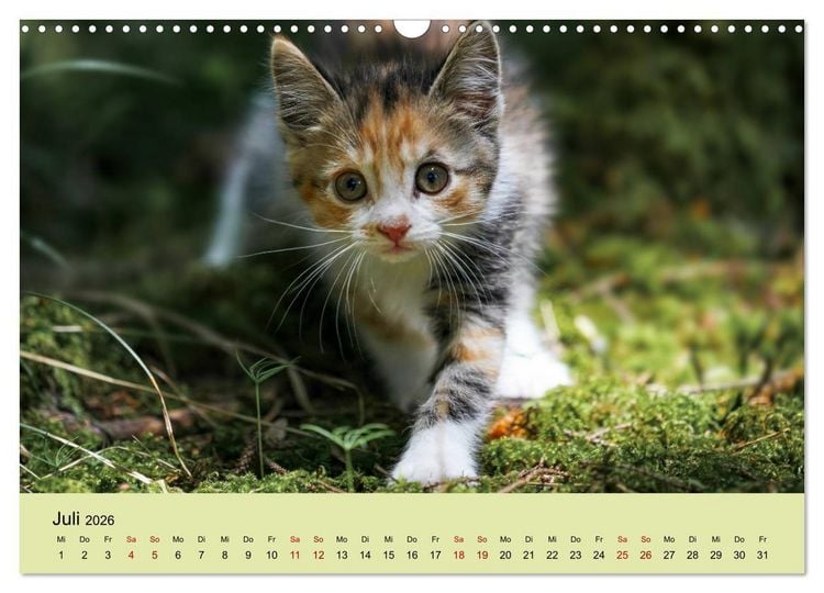 Produktbild: Junge Katzen im Wald (Wandkalender 2026 DIN A3 quer), CALVENDO Monatskalender