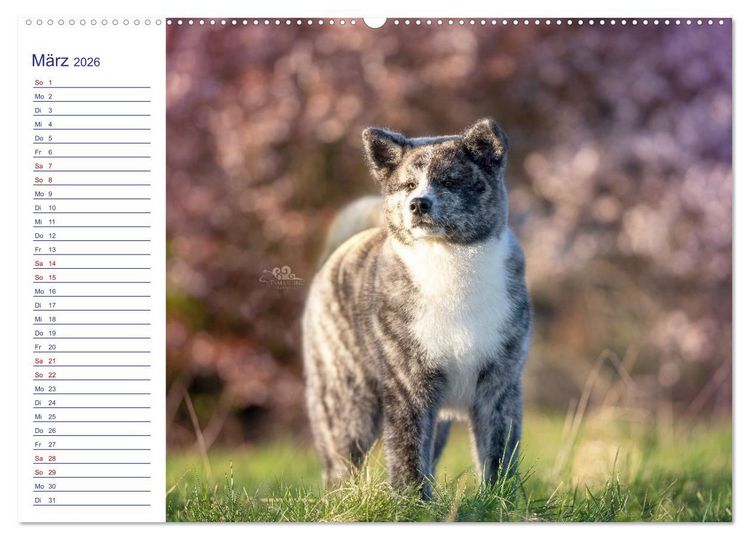 Produktbild: Japans Seelenhunde (Wandkalender 2026 DIN A2 quer), CALVENDO Monatskalender