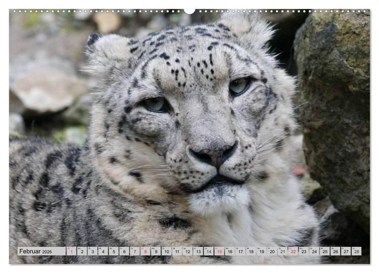 Produktbild: Schneeleoparden. Perfekte Raubkatzen-Sch&ouml;nheiten (hochwertiger Premium Wandkalender 2026 DIN A2 quer), Kunstdruck in Hochglanz