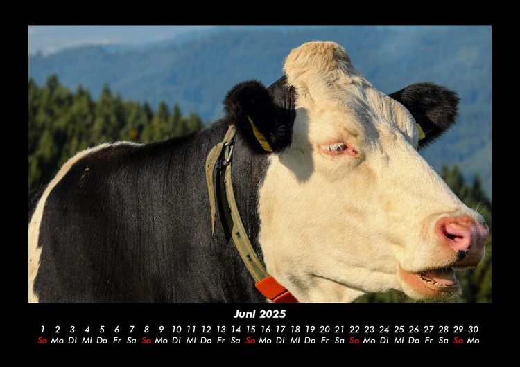 Produktbild: Kuhkalender 2025 Fotokalender DIN A3