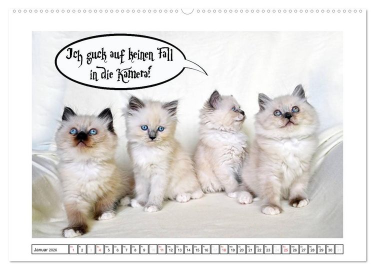Produktbild: Lustiger Katzenkalender (Wandkalender 2026 DIN A2 quer), CALVENDO Monatskalender