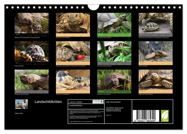 Produktbild: Landschildkr&ouml;ten (Wandkalender 2026 DIN A4 quer), CALVENDO Monatskalender