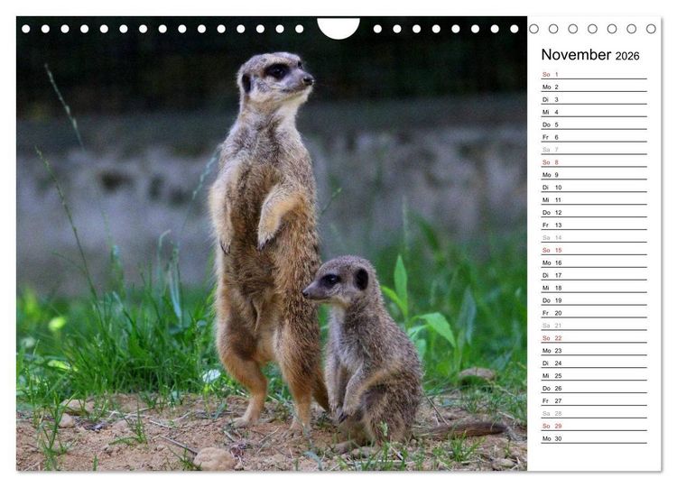Produktbild: Erdm&auml;nnchen - Die Kobolde im Tierreich (Wandkalender 2026 DIN A4 quer), CALVENDO Monatskalender