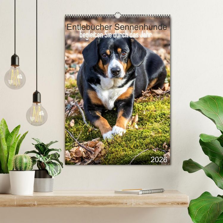 Produktbild: Entlebucher Sennenhunde begleiten Sie durch das Jahr (Wandkalender 2026 DIN A2 hoch), CALVENDO Monatskalender